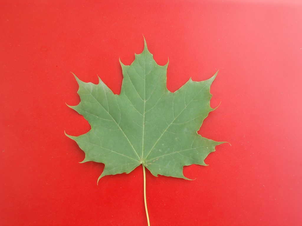 maple leaf